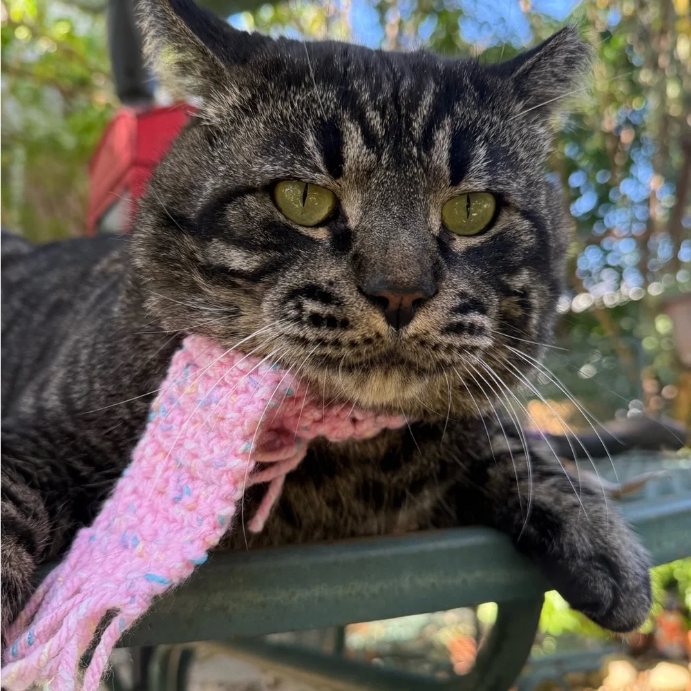 2 for 1 Cozy Cat / dog Scarf